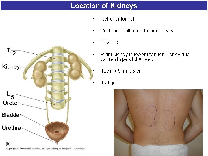 Location of Kidneys • Retroperitoneal • Posterior wall of abdominal cavity • T 12