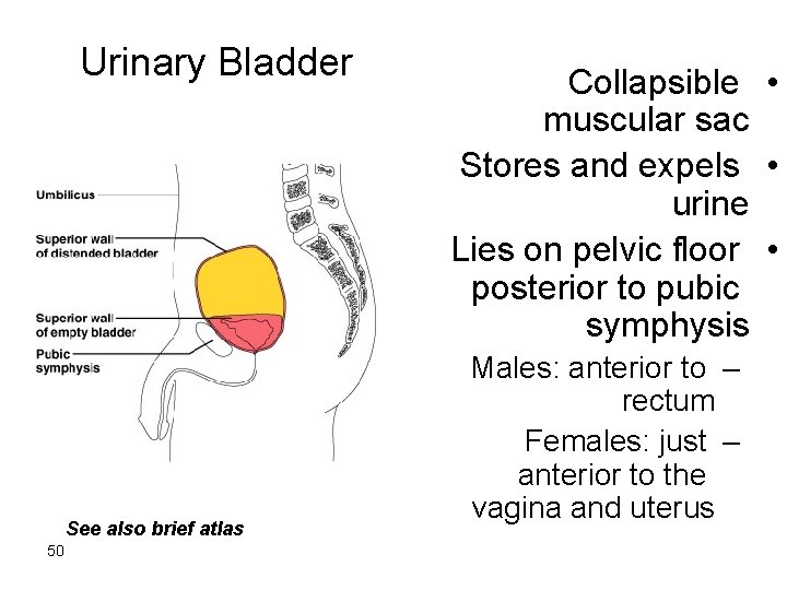 Urinary Bladder See also brief atlas 50 Collapsible • muscular sac Stores and expels Urinary Bladder See also brief atlas 50 Collapsible • muscular sac Stores and expels