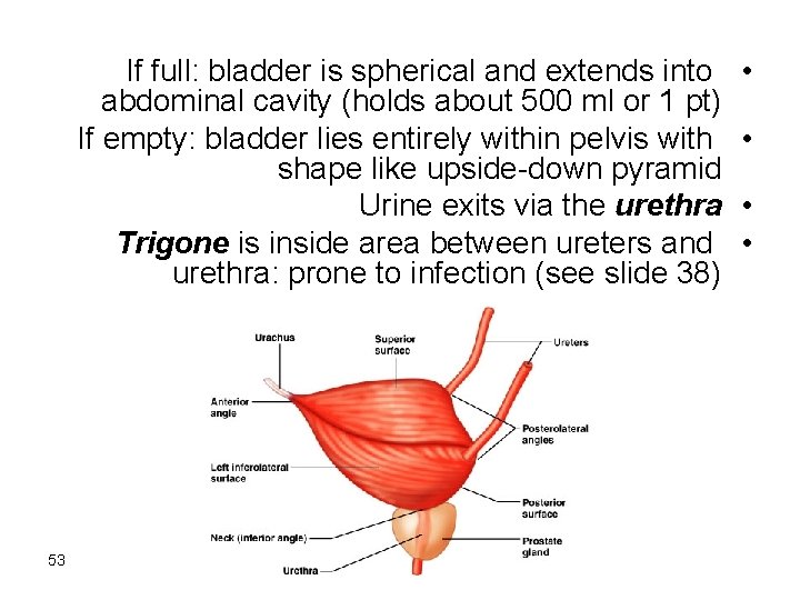 If full: bladder is spherical and extends into abdominal cavity (holds about 500 ml If full: bladder is spherical and extends into abdominal cavity (holds about 500 ml