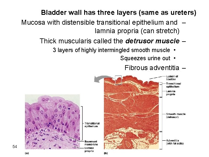 Bladder wall has three layers (same as ureters) Mucosa with distensible transitional epithelium and