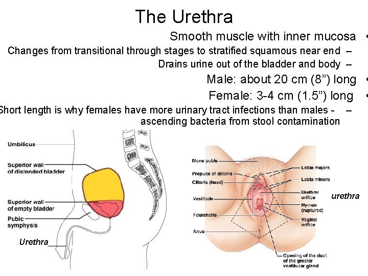 The Urethra Smooth muscle with inner mucosa • Changes from transitional through stages to