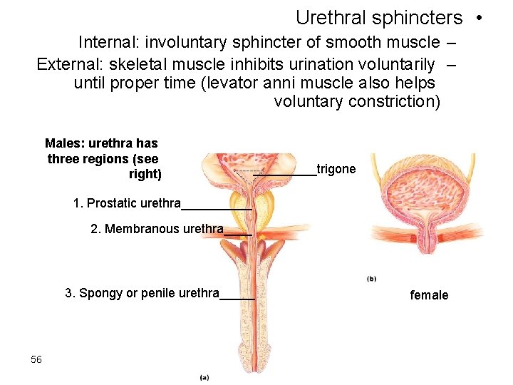 Urethral sphincters • Internal: involuntary sphincter of smooth muscle – External: skeletal muscle inhibits