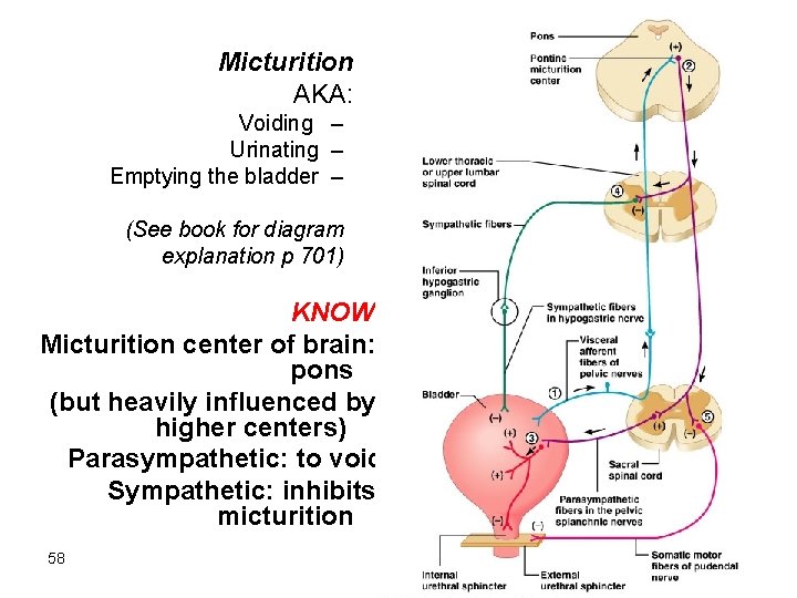 Micturition • AKA: Voiding – Urinating – Emptying the bladder – (See book for Micturition • AKA: Voiding – Urinating – Emptying the bladder – (See book for