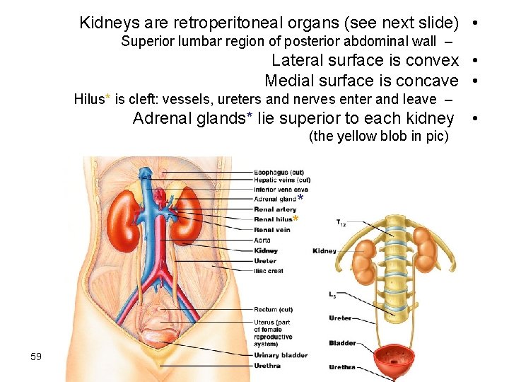 Kidneys are retroperitoneal organs (see next slide) • Superior lumbar region of posterior abdominal