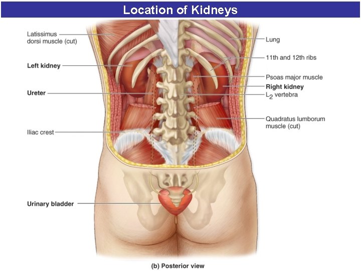 Location of Kidneys Location of Kidneys