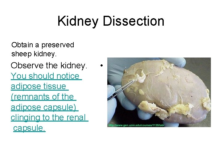 Kidney Dissection Obtain a preserved sheep kidney. Observe the kidney. You should notice adipose Kidney Dissection Obtain a preserved sheep kidney. Observe the kidney. You should notice adipose