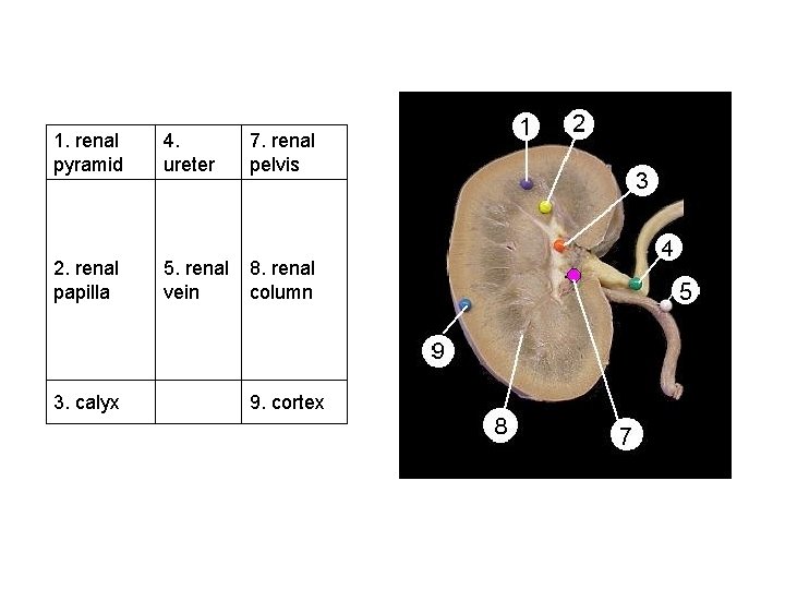 1. renal pyramid 4. ureter 7. renal pelvis 2. renal papilla 5. renal vein 1. renal pyramid 4. ureter 7. renal pelvis 2. renal papilla 5. renal vein