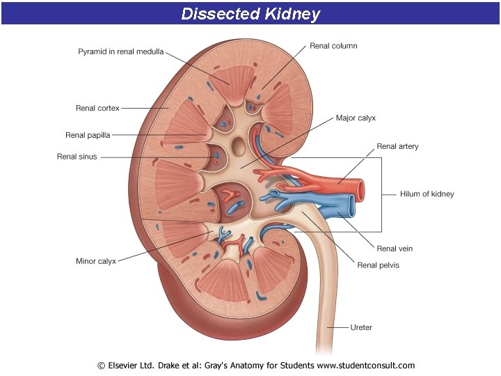 Dissected Kidney Dissected Kidney