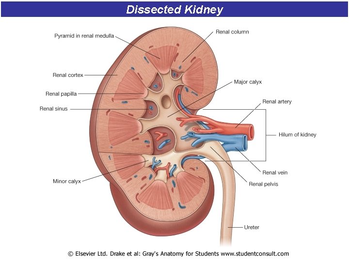 Dissected Kidney 