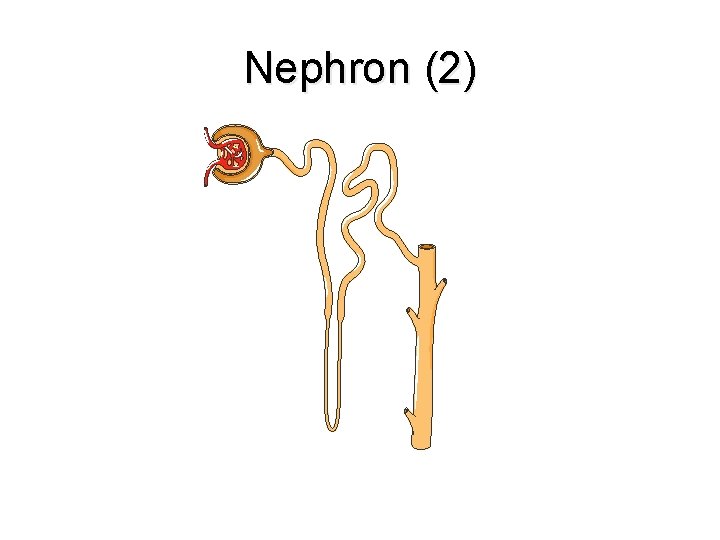 Nephron (2) Nephron (2)