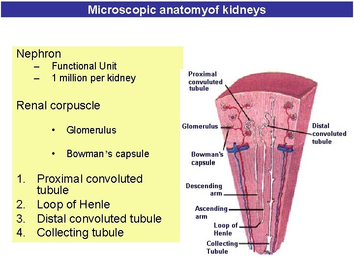 Microscopic anatomyof kidneys Nephron – – Functional Unit 1 million per kidney Renal corpuscle
