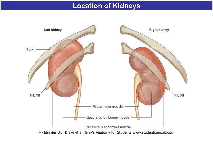 Location of Kidneys 