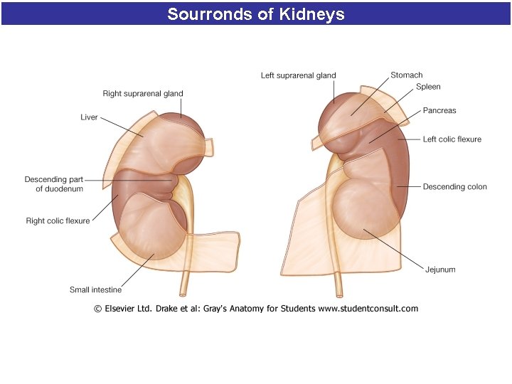 Sourronds of Kidneys Sourronds of Kidneys