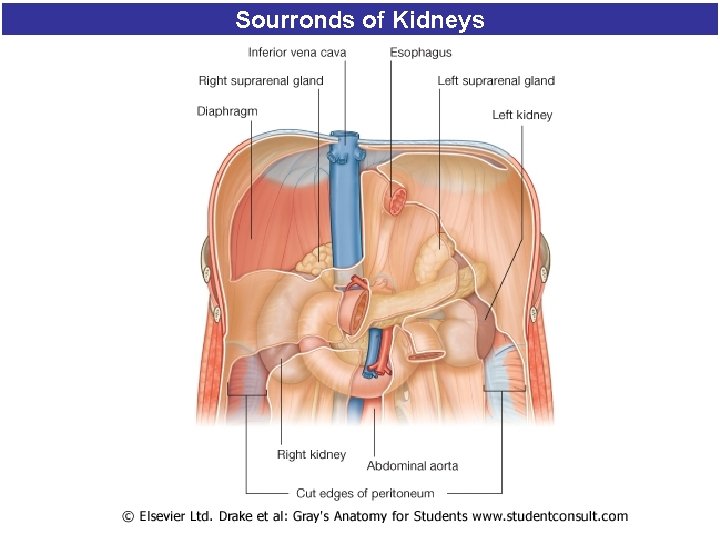 Sourronds of Kidneys 