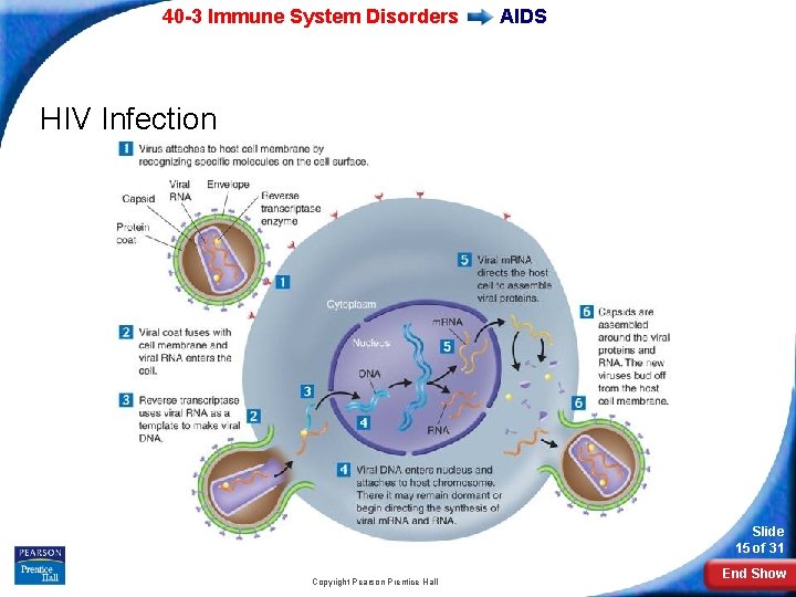 40 -3 Immune System Disorders AIDS HIV Infection Slide 15 of 31 Copyright Pearson