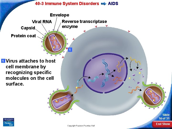 40 -3 Immune System Disorders AIDS Envelope Reverse transcriptase Viral RNA enzyme Capsid Protein