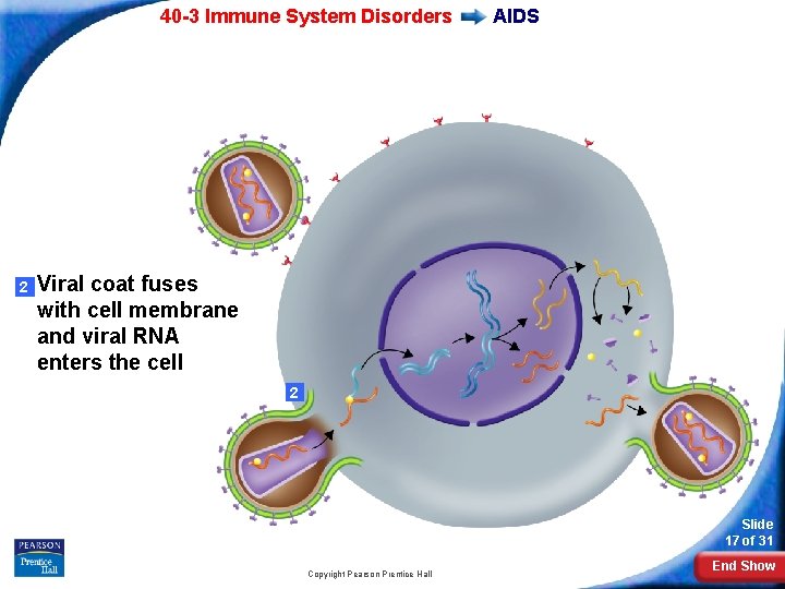 40 -3 Immune System Disorders 2 AIDS Viral coat fuses with cell membrane and