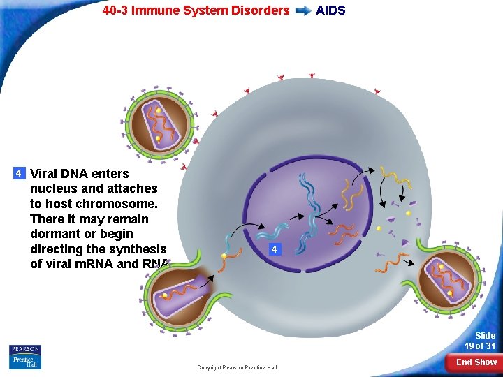 40 -3 Immune System Disorders 4 Viral DNA enters nucleus and attaches to host