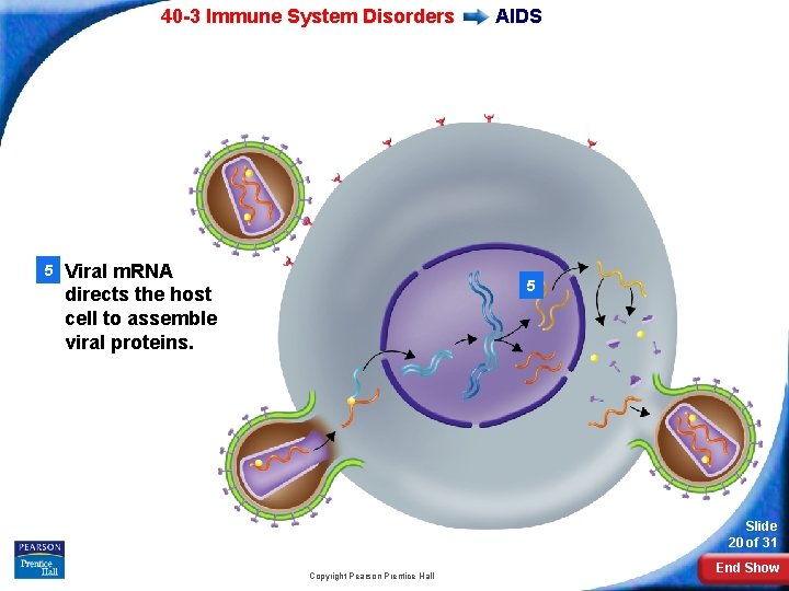 40 -3 Immune System Disorders 5 Viral m. RNA directs the host cell to