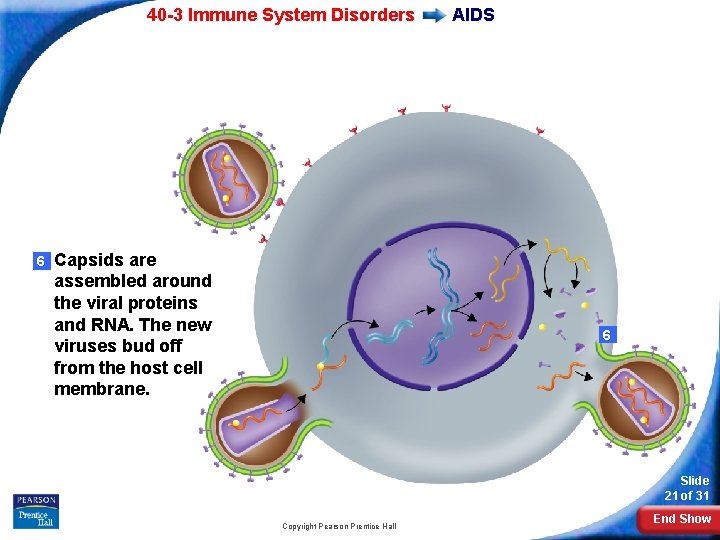 40 -3 Immune System Disorders 6 Capsids are assembled around the viral proteins and