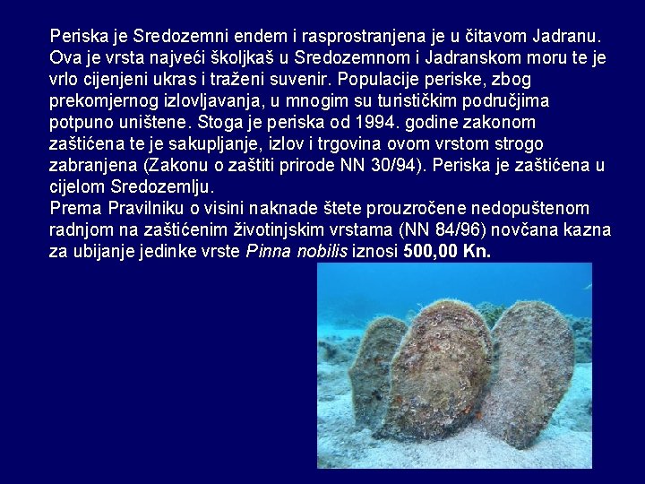Periska je Sredozemni endem i rasprostranjena je u čitavom Jadranu. Ova je vrsta najveći