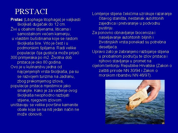 PRSTACI Prstac (Litophaga litophaga) je valjkasti školjkaš dugačak do 12 cm. Živi u obalnim