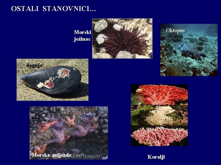 OSTALI STANOVNICI… Oktopus Morski ježinac dagnja Morske zvijezde Koralji 