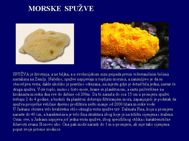 MORSKE SPUŽVA je životinja, a ne biljka, a u evolucijskom nizu pripada prvim višestaničnim