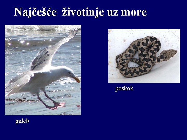 Najčešće životinje uz more poskok galeb 