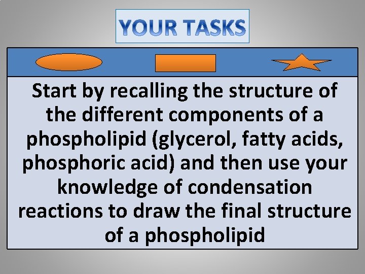 Start by recalling the structure of the different components of a phospholipid (glycerol, fatty