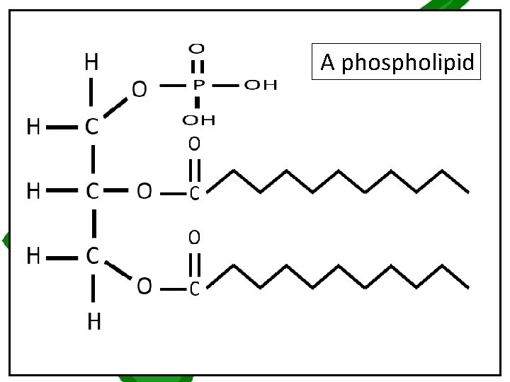 A phospholipid 