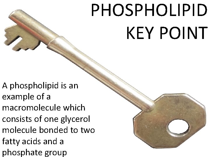 PHOSPHOLIPID KEY POINT A phospholipid is an example of a macromolecule which consists of