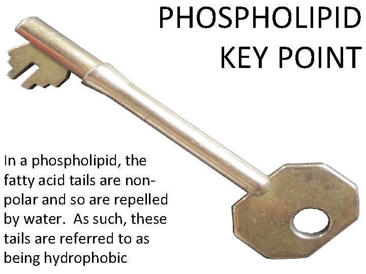 PHOSPHOLIPID KEY POINT In a phospholipid, the fatty acid tails are nonpolar and so