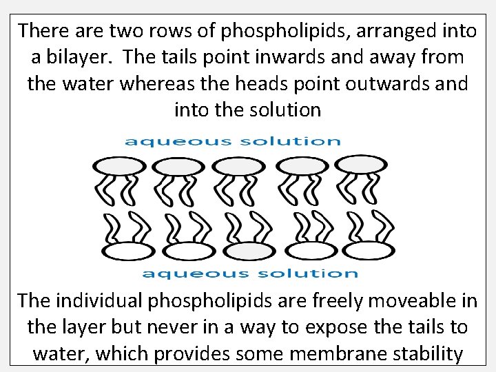 There are two rows of phospholipids, arranged into a bilayer. The tails point inwards