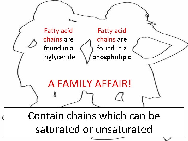 Fatty acid chains are found in a triglyceride Fatty acid chains are found in