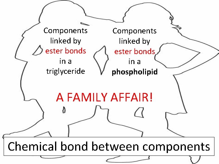 Components linked by ester bonds in a triglyceride Components linked by ester bonds in