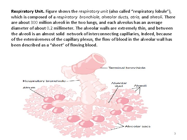 Respiratory Unit. Figure shows the respiratory unit (also called “respiratory lobule”), which is composed