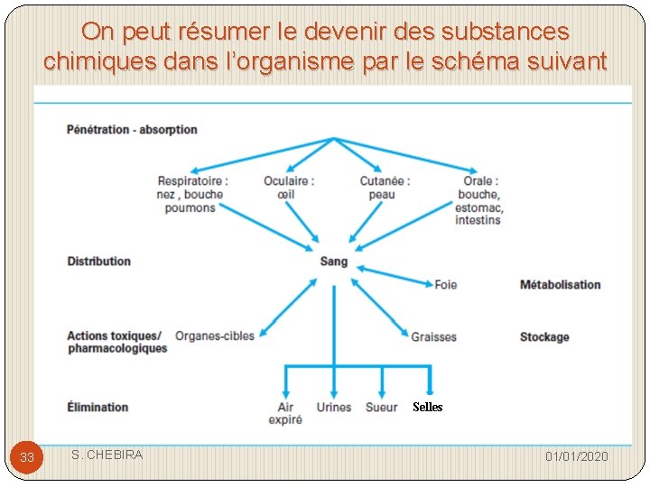 On peut résumer le devenir des substances chimiques dans l’organisme par le schéma suivant