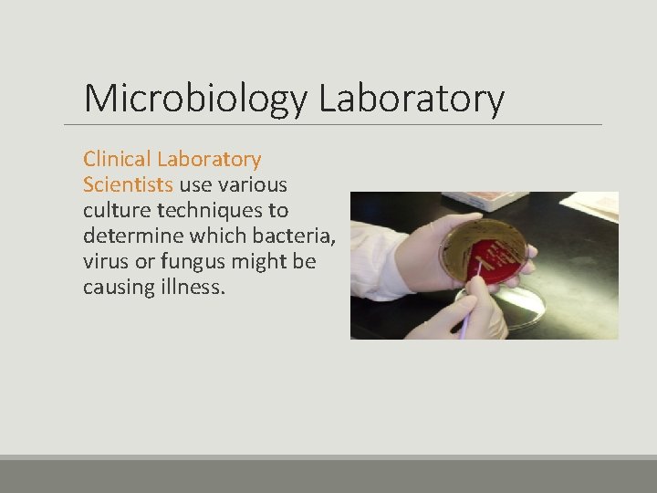 Microbiology Laboratory Clinical Laboratory Scientists use various culture techniques to determine which bacteria, virus
