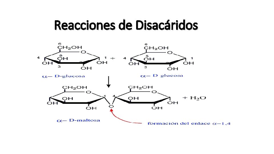 Reacciones de Disacáridos 