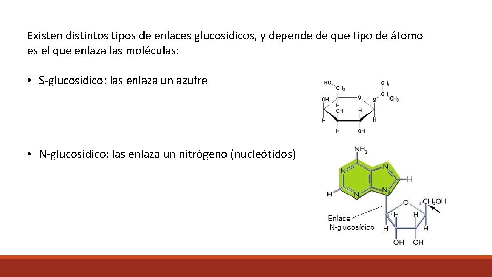 Existen distintos tipos de enlaces glucosidicos, y depende de que tipo de átomo es