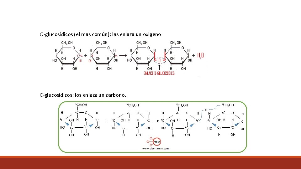 O-glucosidicos (el mas común): las enlaza un oxigeno C-glucosidicos: los enlaza un carbono. 