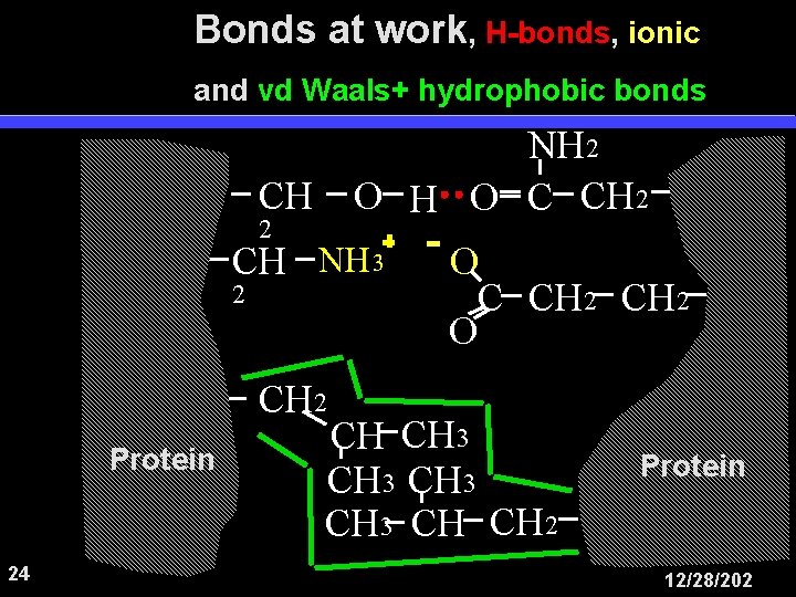 Bonds at work, H-bonds, ionic and vd Waals+ hydrophobic bonds NH 2 O H