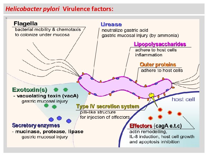 Helicobacter pylori Virulence factors: N 