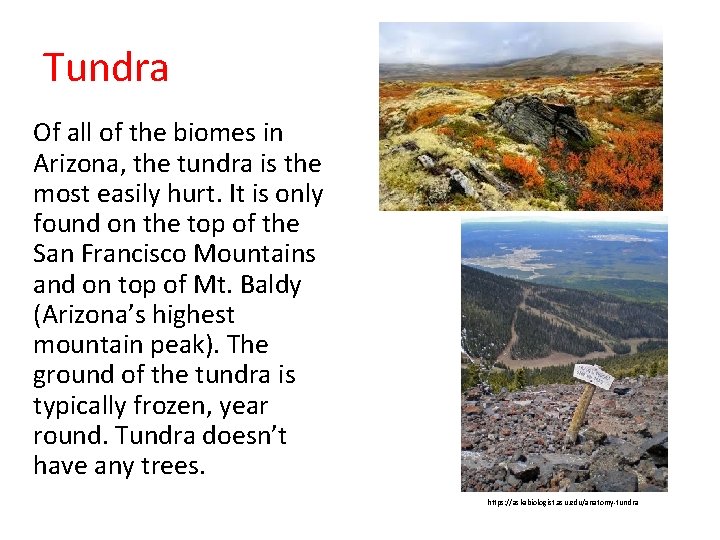 Tundra Of all of the biomes in Arizona, the tundra is the most easily