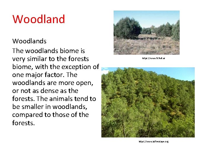 Woodlands The woodlands biome is very similar to the forests biome, with the exception