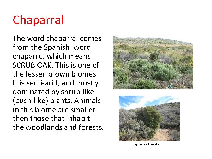 Chaparral The word chaparral comes from the Spanish word chaparro, which means SCRUB OAK.