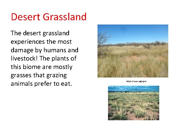 Desert Grassland The desert grassland experiences the most damage by humans and livestock! The