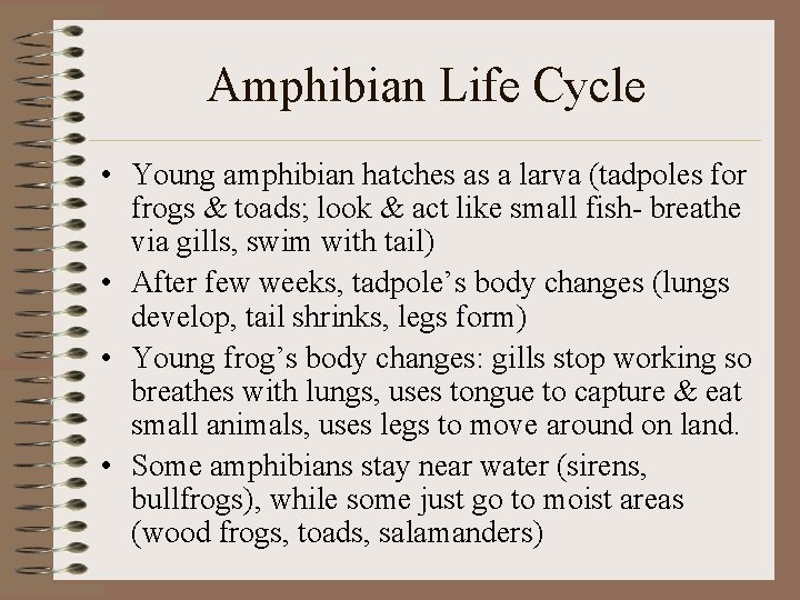 Amphibian Life Cycle • Young amphibian hatches as a larva (tadpoles for frogs &
