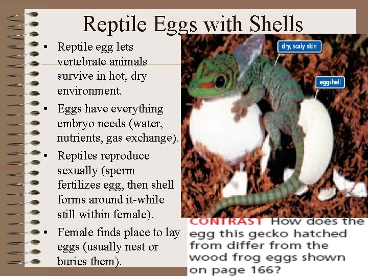 Reptile Eggs with Shells • Reptile egg lets vertebrate animals survive in hot, dry